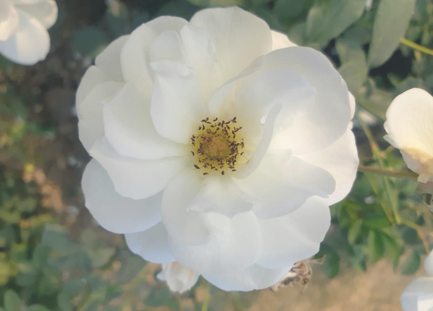 Professional floral design workspace showing design planning and plant specimens